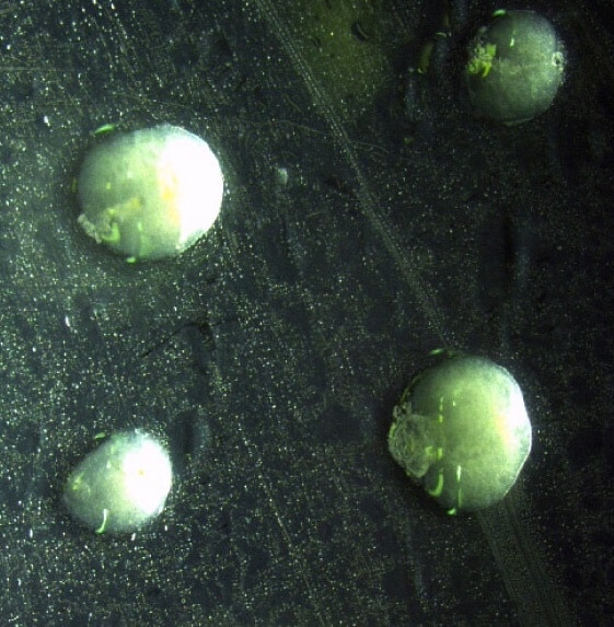 Brain organoid research at Autica Bio Brain organoid research at Autica Bio